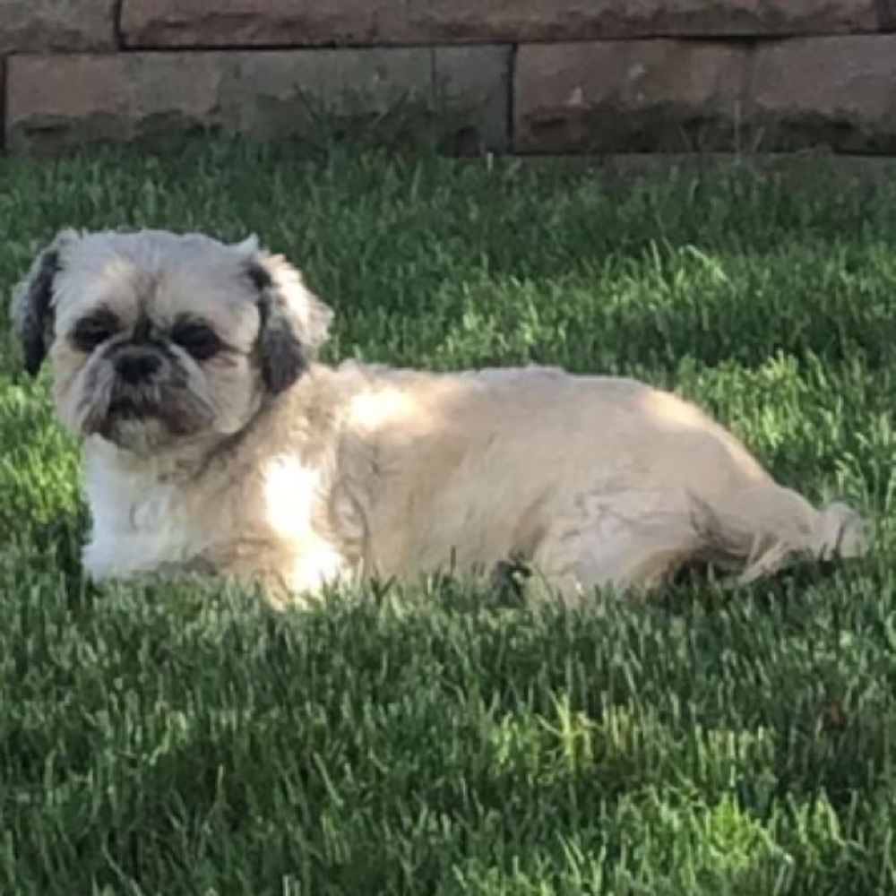 Meet your Posher, Daisy